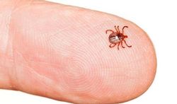 Maladie de Lyme : la bactérie aux pouvoirs exceptionnels
