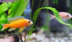 Aquarium : attention aux bactéries