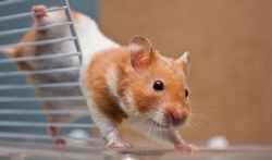 Ce qu’il faut préparer pour accueillir un hamster