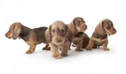 Chien dominant ou soumis ?