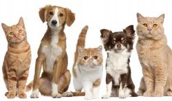 Chiens et chats : quel est leur âge « humain » ?