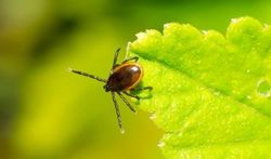 La maladie de Lyme