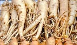 Erection : quel est l’intérêt du ginseng ?