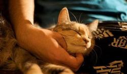 L’alimentation du chat âgé